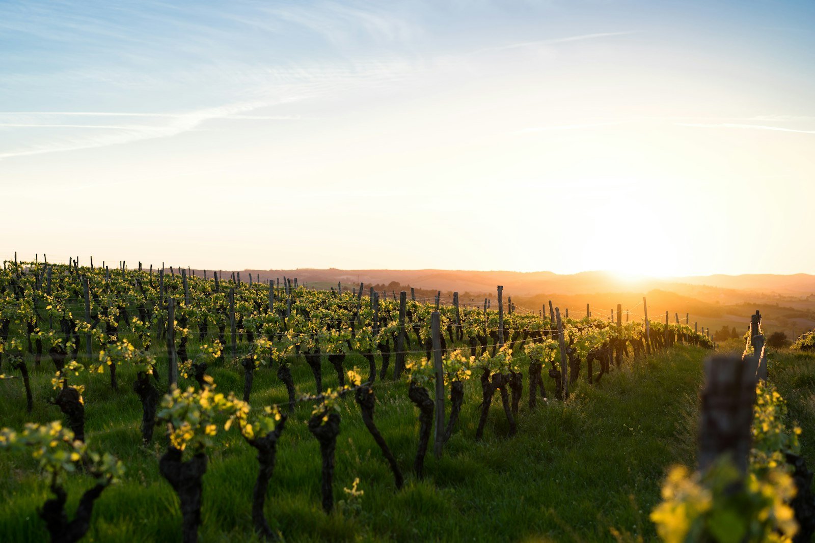 A vineyard at golden hour during harvest